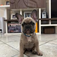 Cucciolo di Bulldog Francese