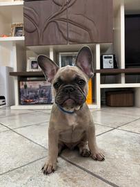 Cucciolo di Bulldog Francese