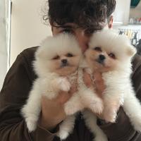 Spriz Pomerania mini