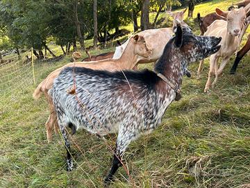 Capra e un becco