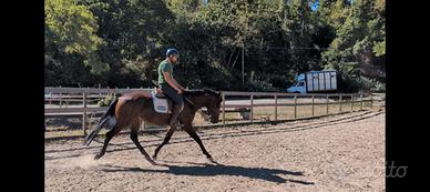 Cavallo italiano 4 anni