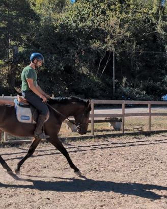 Cavallo italiano 4 anni