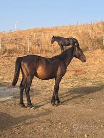 Cavallo sanfratellano