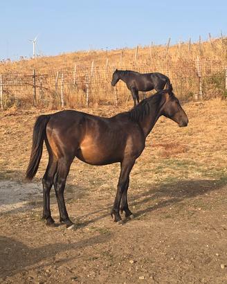 Cavallo sanfratellano