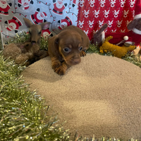 Cucciolo di bassotto