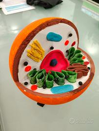 Modellini cellule animali e vegetali
