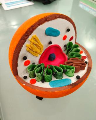 Modellini cellule animali e vegetali