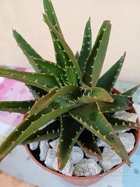 Aloe perfoliata