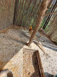 Fagiano dorato lutino maschio