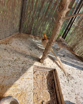 Fagiano dorato lutino maschio