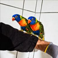 Pappaagalli Lory arcobaleno allevati a mano