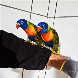 Pappaagalli Lory arcobaleno allevati a mano