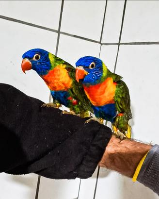 Pappaagalli Lory arcobaleno allevati a mano