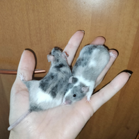 Topo domestico mus musculus