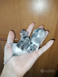 Topo domestico mus musculus