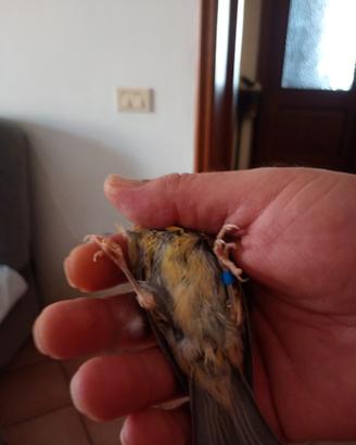 Canarino timbrato maschio giovane