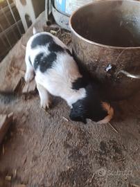 Cane da Tartufo