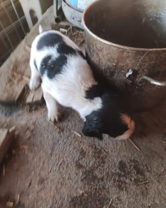 Cane da Tartufo