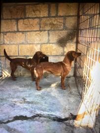Cani da caccia al coniglio