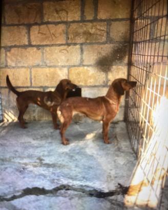 Cani da caccia al coniglio