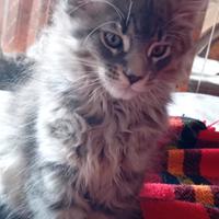 Maine coon