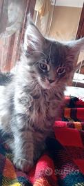 Maine coon