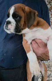 Boxer femmina