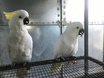 Pappagalli cacatua galerita galerita