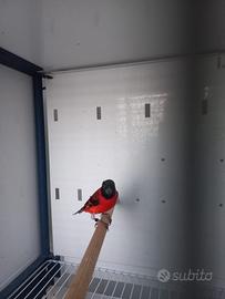 Coppia cardinalini