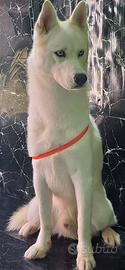 disponibile per monta