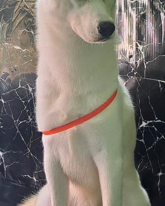 disponibile per monta