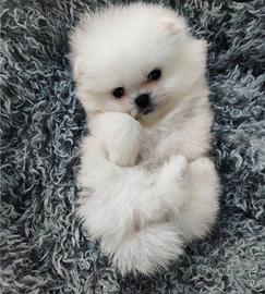 Spitz Pomerania 300 grammi