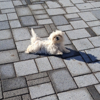 Maltese più bassotto