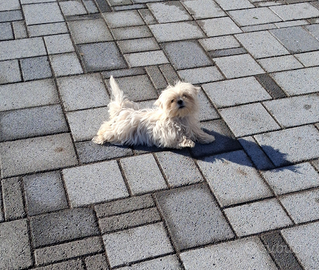 Maltese più bassotto