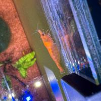 Neocaridine orange sakura