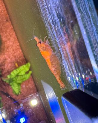 Neocaridine orange sakura