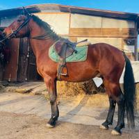 Cavallo