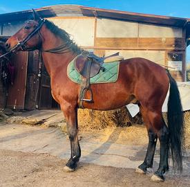 Cavallo