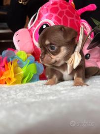 Chihuahua cioccolato