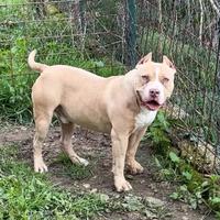 Bully XL