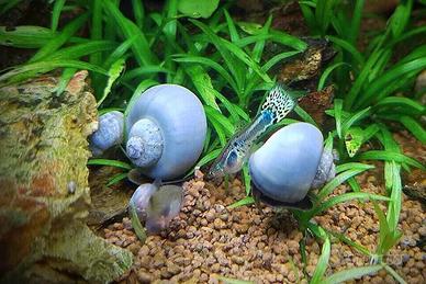 Ampullarie viola gold blu acquario
