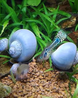 Ampullarie viola gold blu acquario