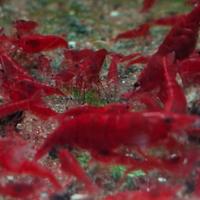Neocaridine Red Sakura selezionate grado A
