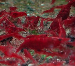 Neocaridine Red Sakura selezionate grado A