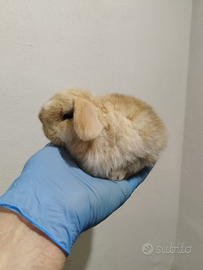 Coniglio nano ariete mini lop
