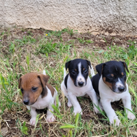 Cuccioli Jack Russell
