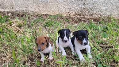Cuccioli Jack Russell