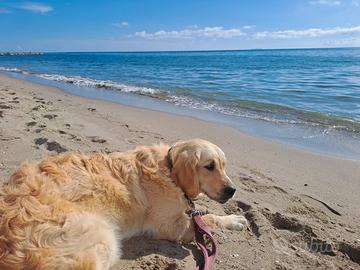 Golden retriever femmina sterilizzata con pedigree