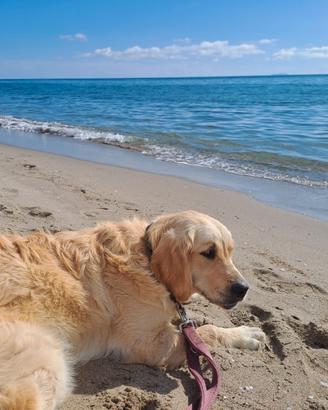 Golden retriever femmina sterilizzata con pedigree