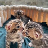 Adorabili cuccioli di bengala